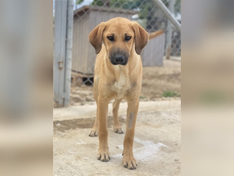 Bardo, geb. ca. 09/2023, lebt in GRIECHENLAND, im städt. Tierheim Serres