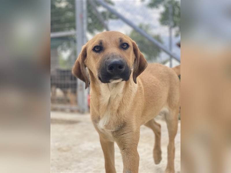 Bardo, geb. ca. 09/2023, lebt in GRIECHENLAND, im städt. Tierheim Serres