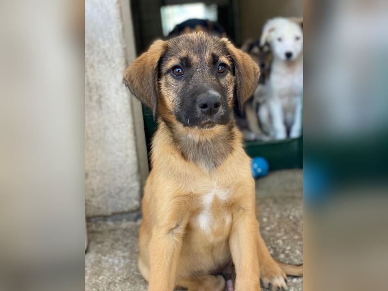 Maverick, geb. ca. 07/2025, lebt in GRIECHENLAND, im städt. Tierheim Serres