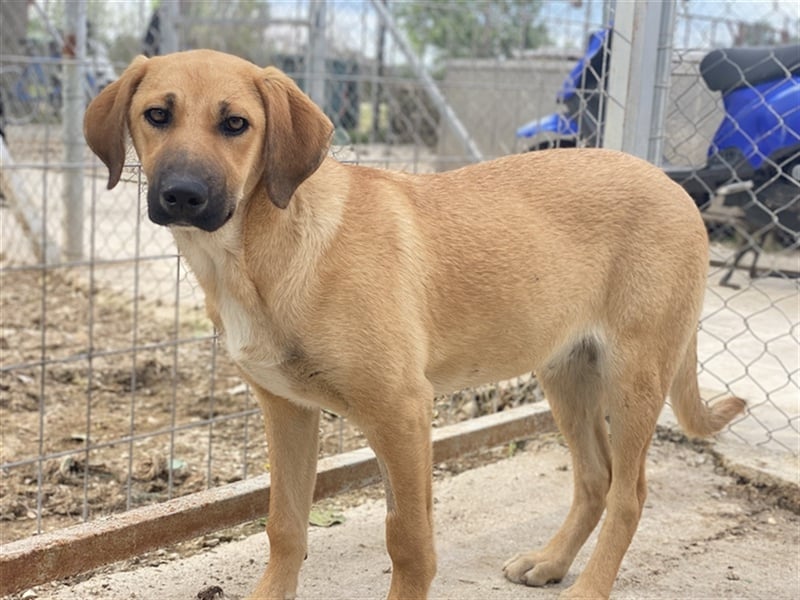 Bardo, geb. ca. 09/2023, lebt in GRIECHENLAND, im städt. Tierheim Serres