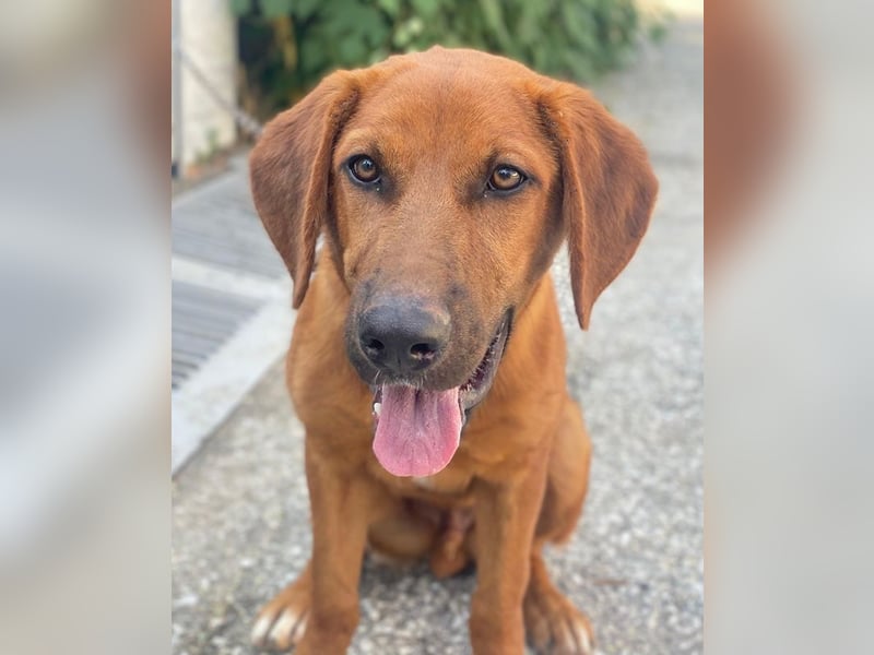 Cito, geb. ca. 02/2025, lebt in GRIECHENLAND, im städt. Tierheim Serres