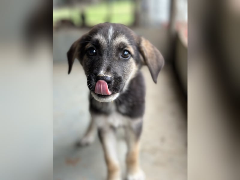 Pepito, geb. ca. 08/2025, lebt in GRIECHENLAND, auf einer privaten Pflegestelle