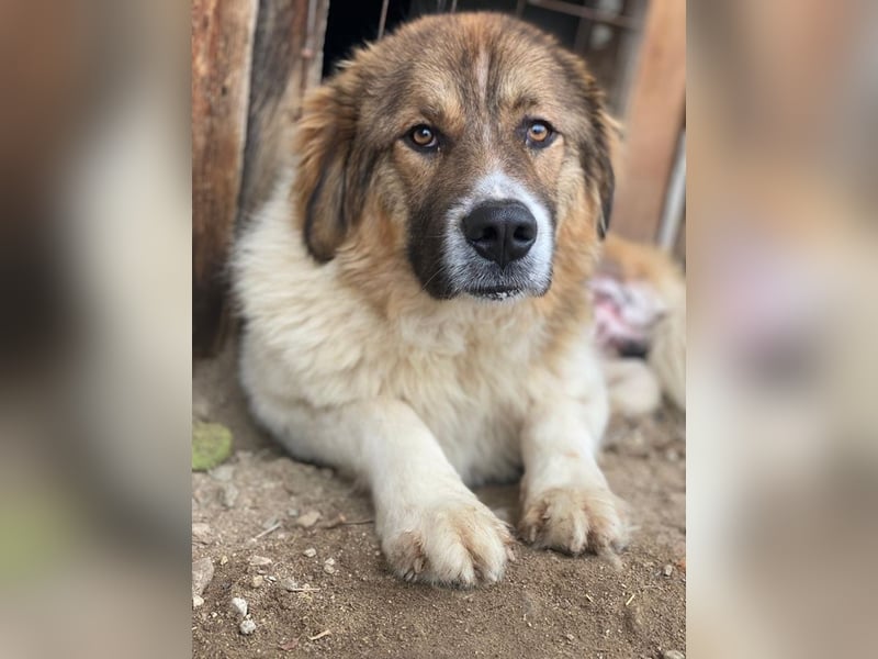 Fellnando, geb. ca. 04/2025, lebt in GRIECHENLAND, auf einer privaten Pflegestelle