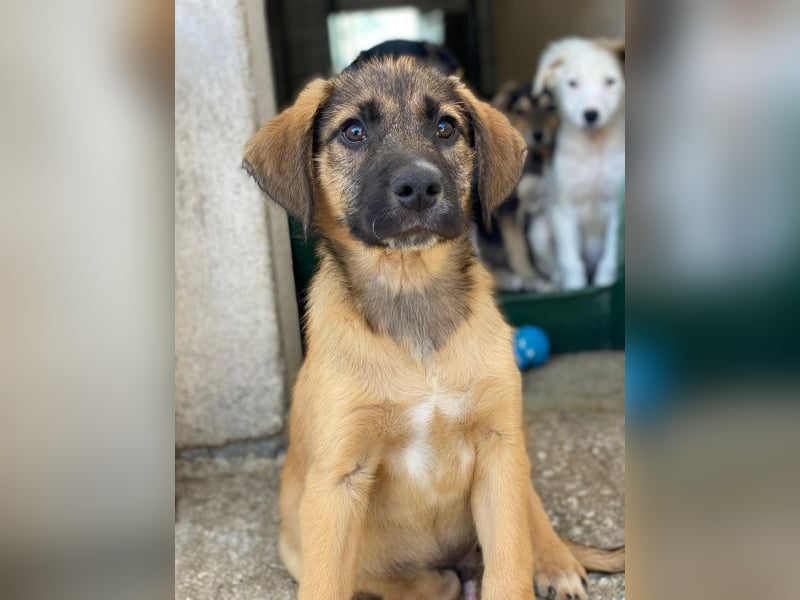 Maverick, geb. ca. 07/2025, lebt in GRIECHENLAND, im städt. Tierheim Serres