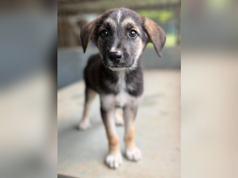 Pepito, geb. ca. 08/2025, lebt in GRIECHENLAND, auf einer privaten Pflegestelle