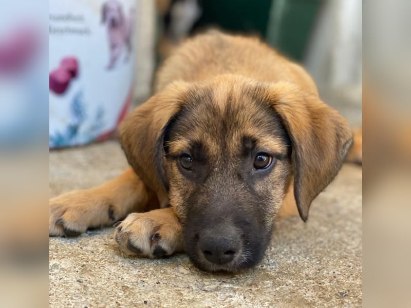 Maverick, geb. ca. 07/2025, lebt in GRIECHENLAND, im städt. Tierheim Serres