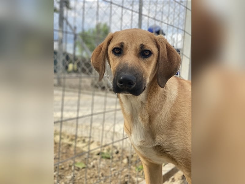 Bardo, geb. ca. 09/2023, lebt in GRIECHENLAND, im städt. Tierheim Serres