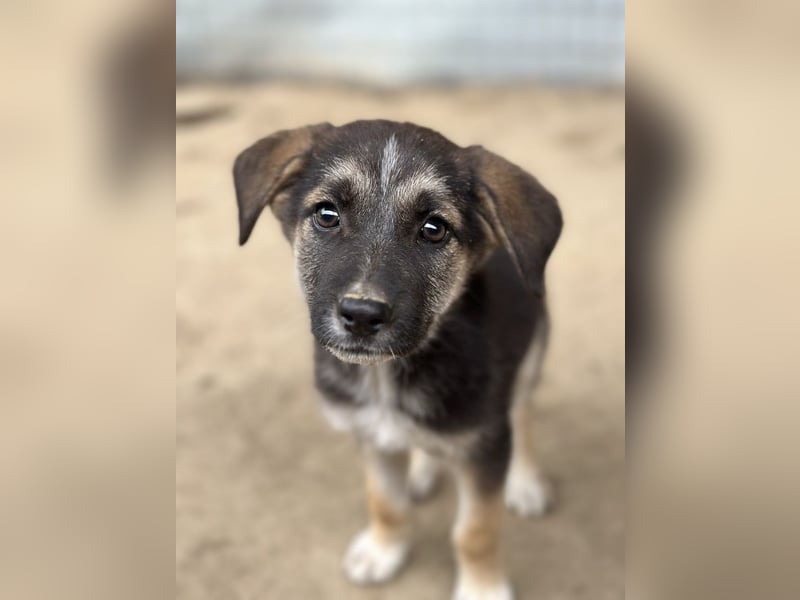 Pepito, geb. ca. 08/2025, lebt in GRIECHENLAND, auf einer privaten Pflegestelle