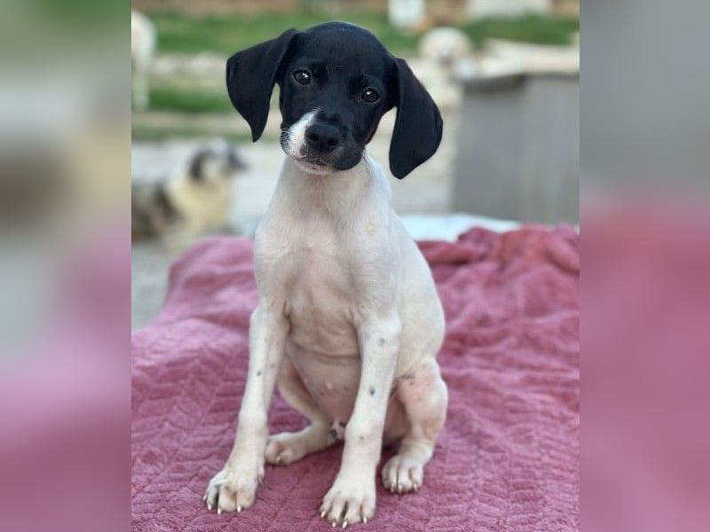 Yoshi, geb. ca. 05/2026, lebt in GRIECHENLAND, im städt. Tierheim Serres