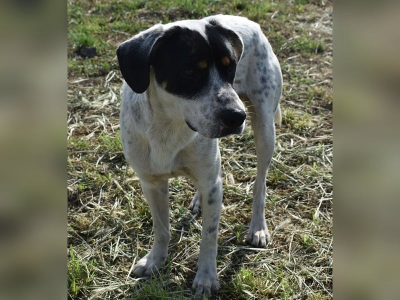 Freddie - freundlicher Jungspund