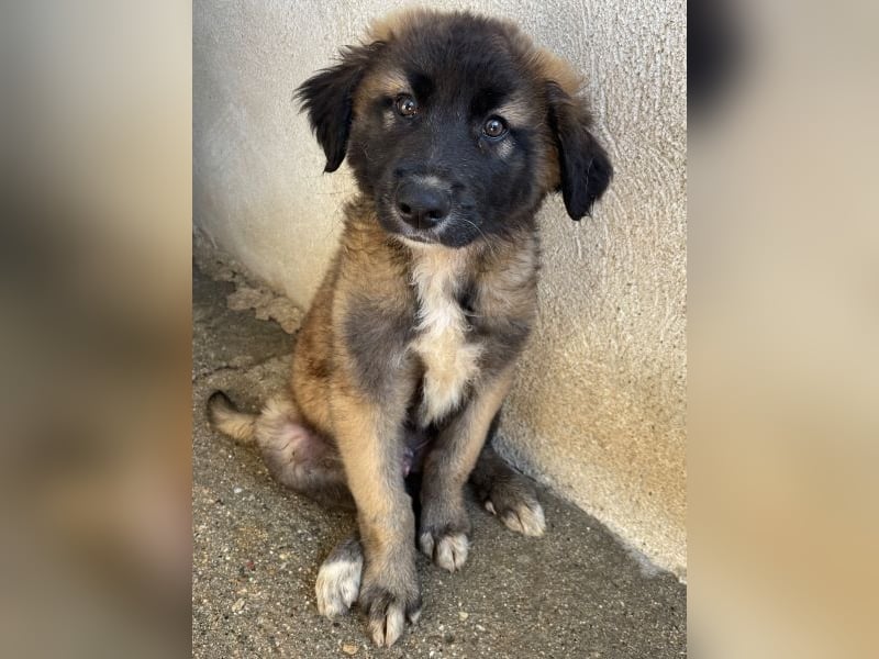 Mickey, geb. ca. 03/2026 , lebt in GRIECHENLAND, im städt. Tierheim Serres