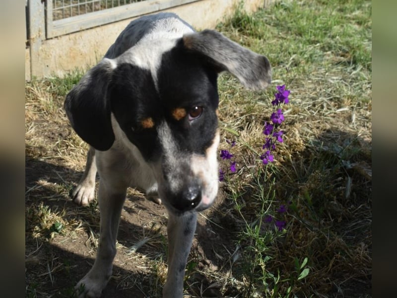 Freddie - freundlicher Jungspund