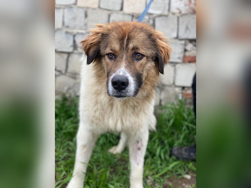 Fellnando, geb. ca. 04/2025, lebt in GRIECHENLAND, auf einer privaten Pflegestelle