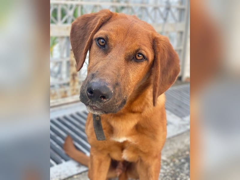 Cito, geb. ca. 02/2025, lebt in GRIECHENLAND, im städt. Tierheim Serres