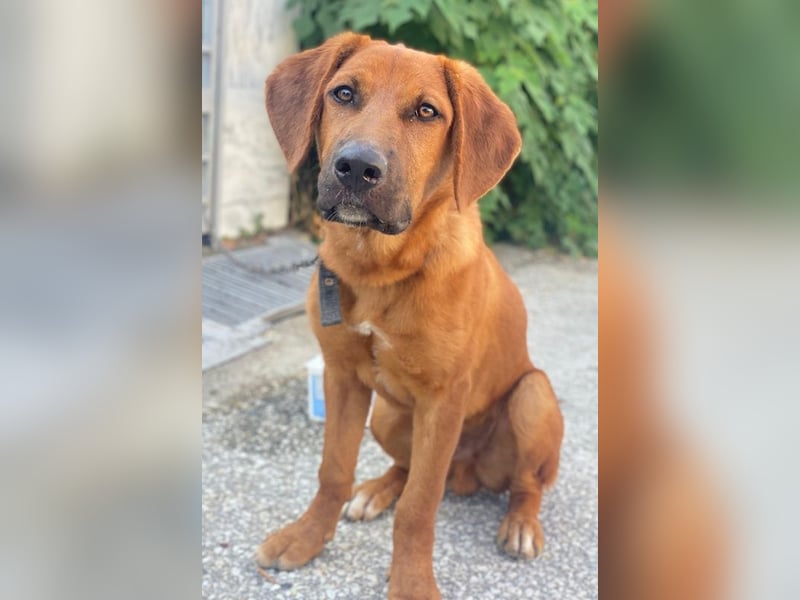 Cito, geb. ca. 02/2025, lebt in GRIECHENLAND, im städt. Tierheim Serres