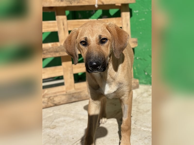 Bardo, geb. ca. 09/2023, lebt in GRIECHENLAND, im städt. Tierheim Serres