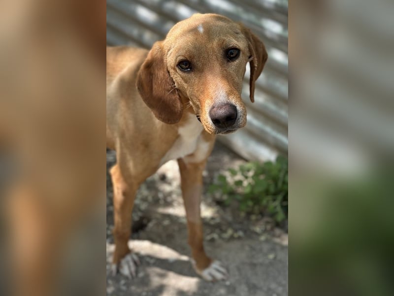 Gitano, geb. ca. 01/2024, lebt in GRIECHENLAND, auf einer privaten Pflegestelle