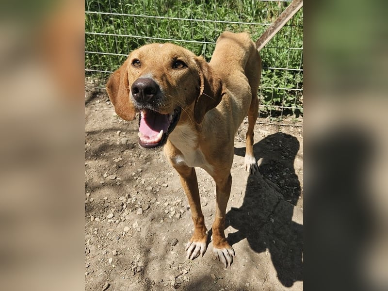 Gitano, geb. ca. 01/2024, lebt in GRIECHENLAND, auf einer privaten Pflegestelle