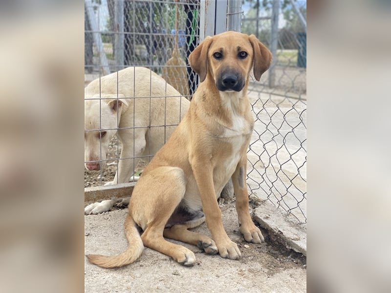 Bardo, geb. ca. 09/2023, lebt in GRIECHENLAND, im städt. Tierheim Serres