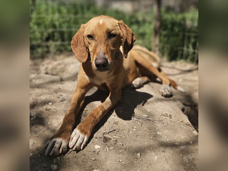 Gitano, geb. ca. 01/2024, lebt in GRIECHENLAND, auf einer privaten Pflegestelle