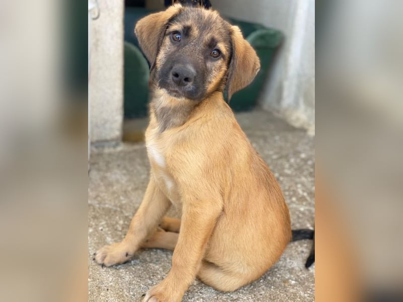 Maverick, geb. ca. 07/2025, lebt in GRIECHENLAND, im städt. Tierheim Serres