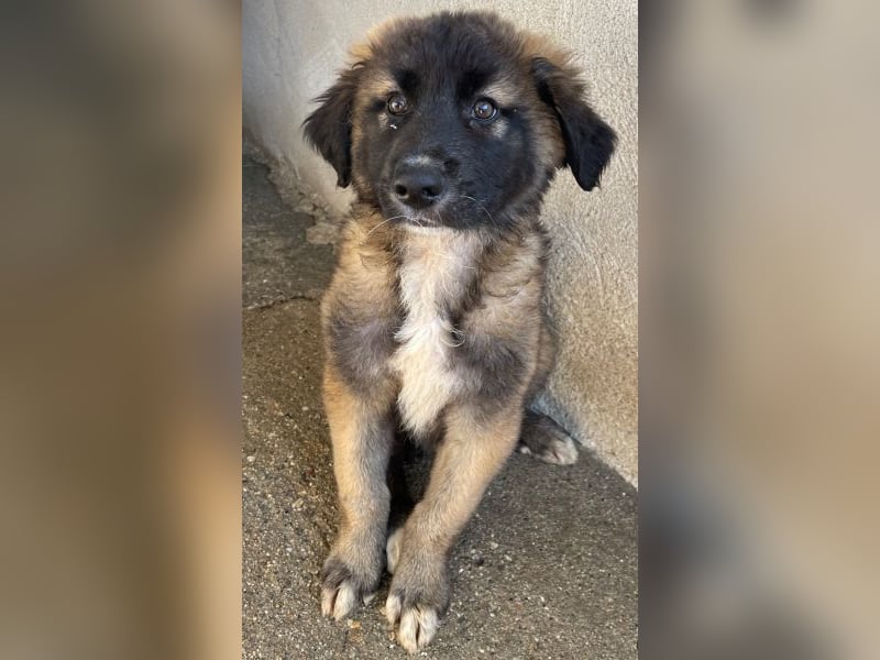 Mickey, geb. ca. 03/2026 , lebt in GRIECHENLAND, im städt. Tierheim Serres