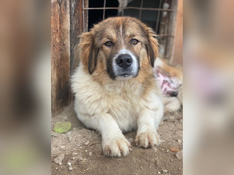 Fellnando, geb. ca. 04/2025, lebt in GRIECHENLAND, auf einer privaten Pflegestelle