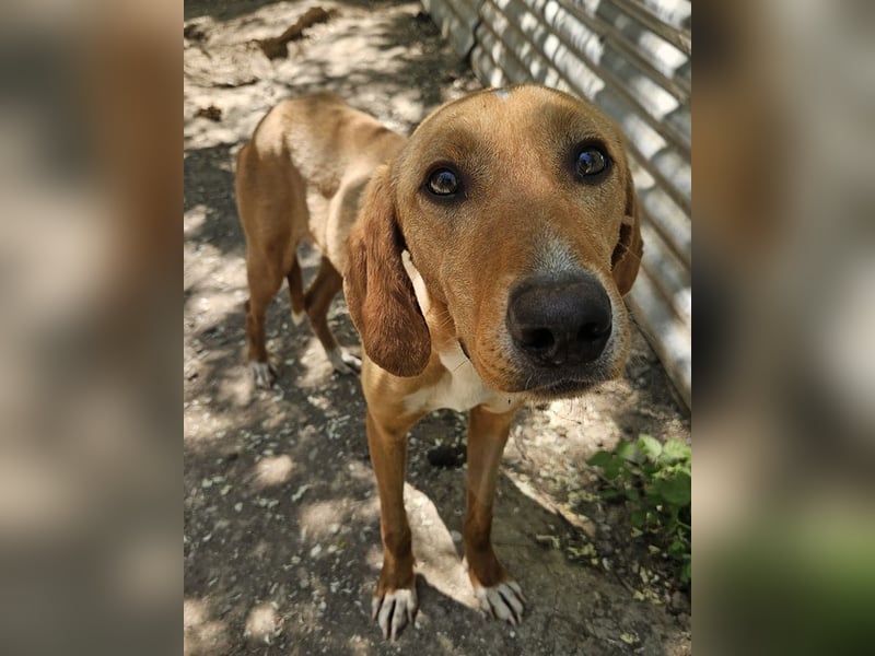 Gitano, geb. ca. 01/2024, lebt in GRIECHENLAND, auf einer privaten Pflegestelle