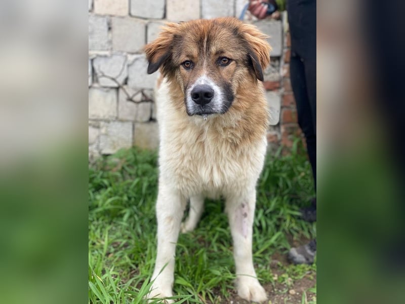 Fellnando, geb. ca. 04/2025, lebt in GRIECHENLAND, auf einer privaten Pflegestelle