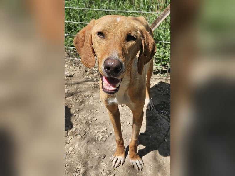 Gitano, geb. ca. 01/2024, lebt in GRIECHENLAND, auf einer privaten Pflegestelle