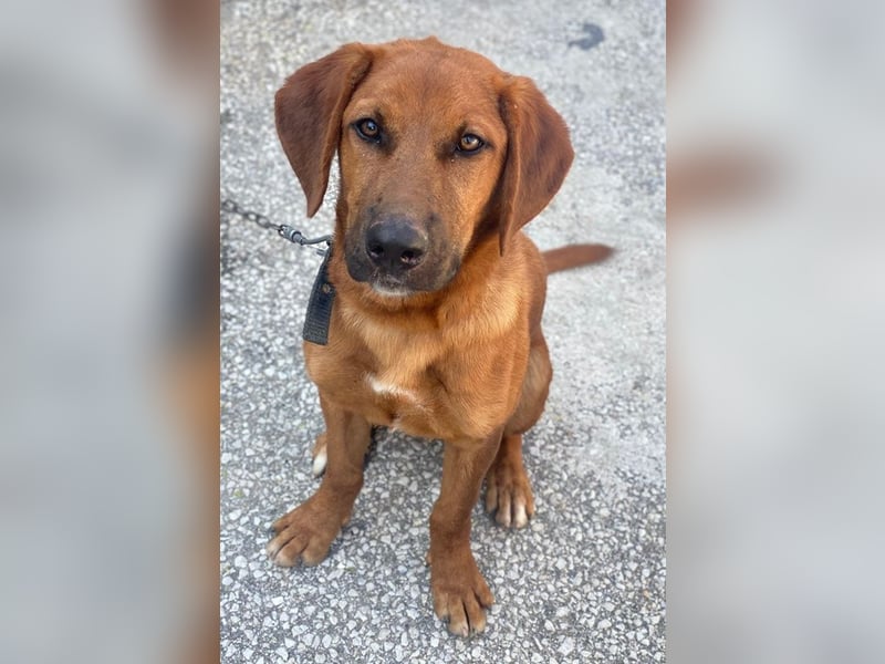 Cito, geb. ca. 02/2025, lebt in GRIECHENLAND, im städt. Tierheim Serres