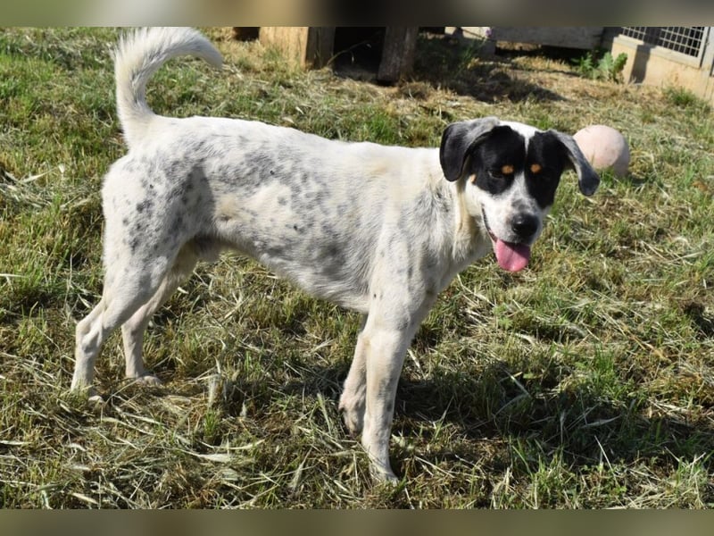 Freddie - freundlicher Jungspund