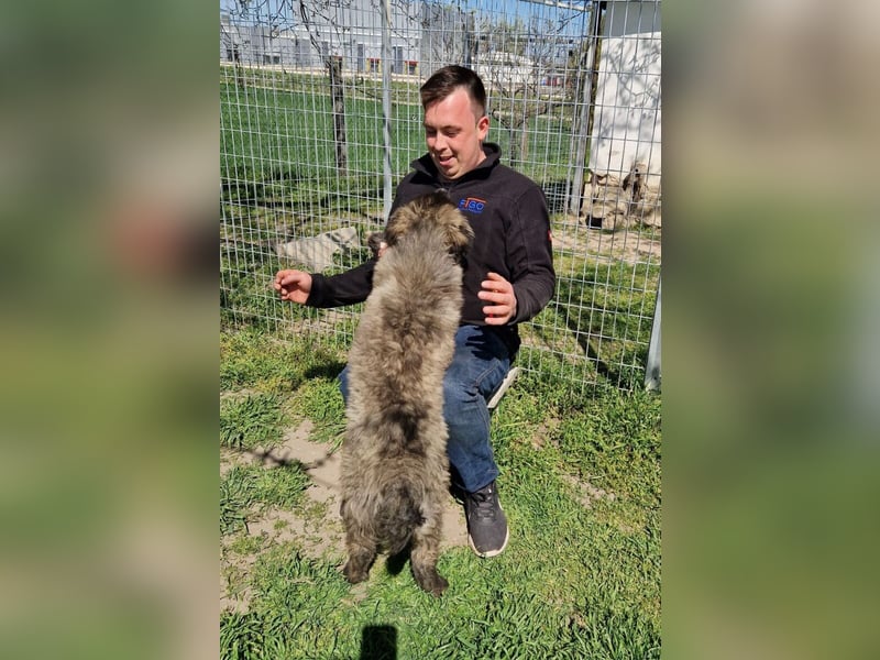 Zoya quirliges Hundemädel