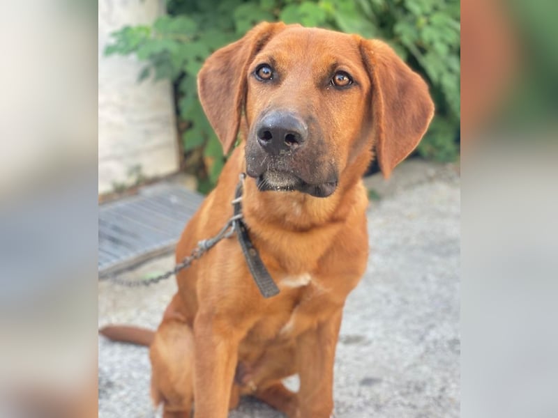 Cito, geb. ca. 02/2025, lebt in GRIECHENLAND, im städt. Tierheim Serres