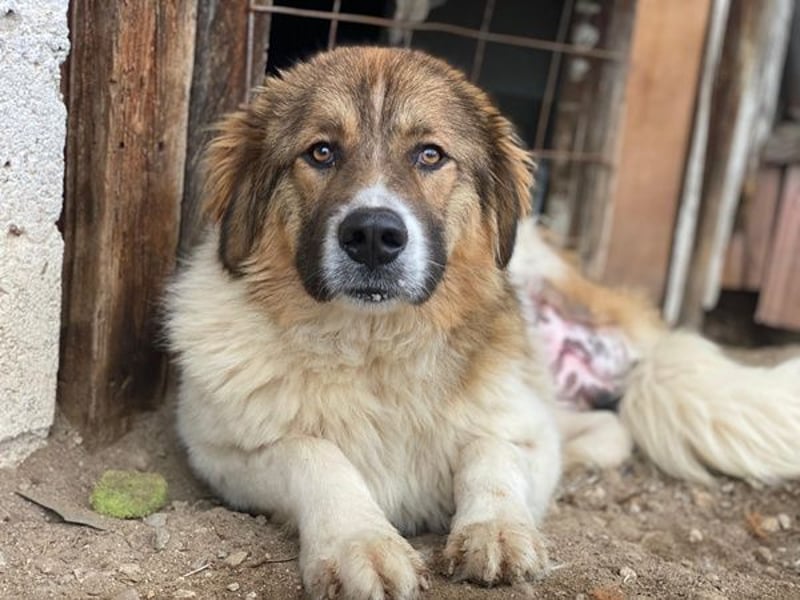 Fellnando, geb. ca. 04/2025, lebt in GRIECHENLAND, auf einer privaten Pflegestelle