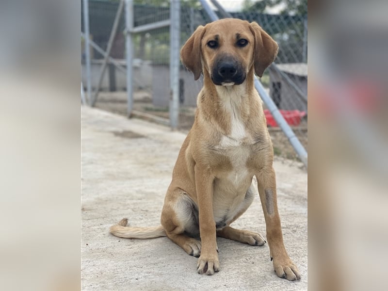 Bardo, geb. ca. 09/2023, lebt in GRIECHENLAND, im städt. Tierheim Serres