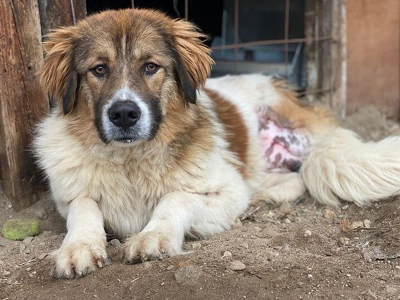 Fellnando, geb. ca. 04/2025, lebt in GRIECHENLAND, auf einer privaten Pflegestelle