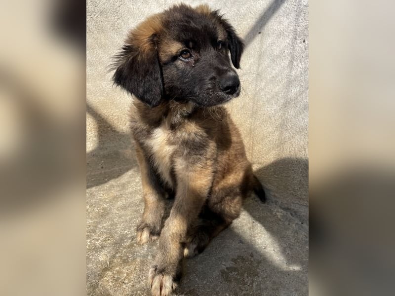 Mickey, geb. ca. 03/2026 , lebt in GRIECHENLAND, im städt. Tierheim Serres