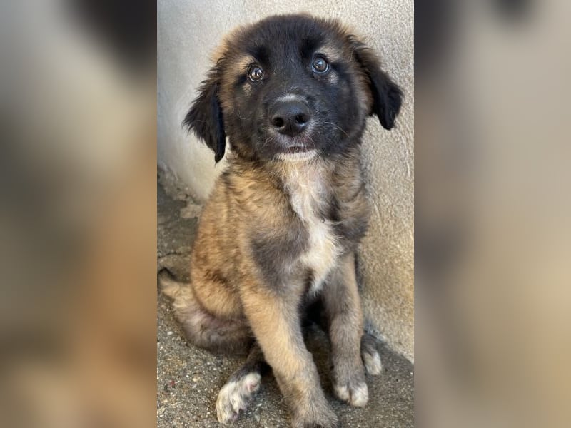 Mickey, geb. ca. 03/2026 , lebt in GRIECHENLAND, im städt. Tierheim Serres