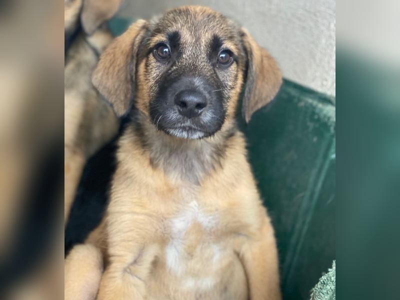 Maverick, geb. ca. 07/2025, lebt in GRIECHENLAND, im städt. Tierheim Serres