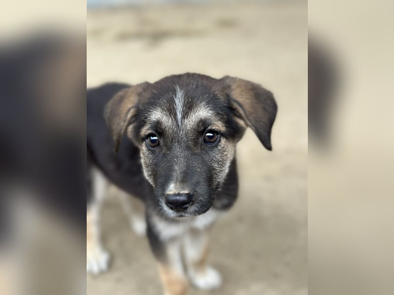 Pepito, geb. ca. 08/2025, lebt in GRIECHENLAND, auf einer privaten Pflegestelle