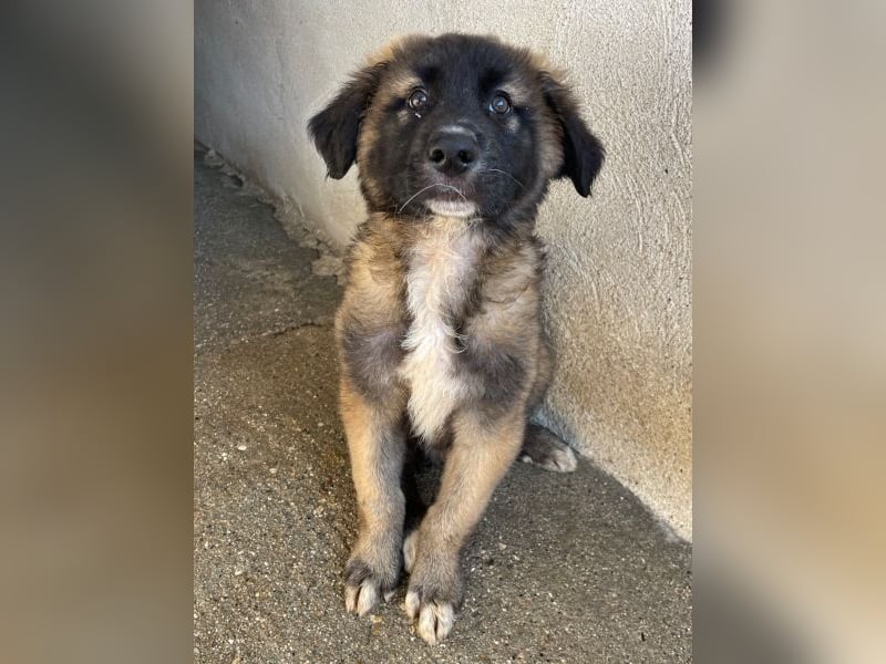 Mickey, geb. ca. 03/2026 , lebt in GRIECHENLAND, im städt. Tierheim Serres