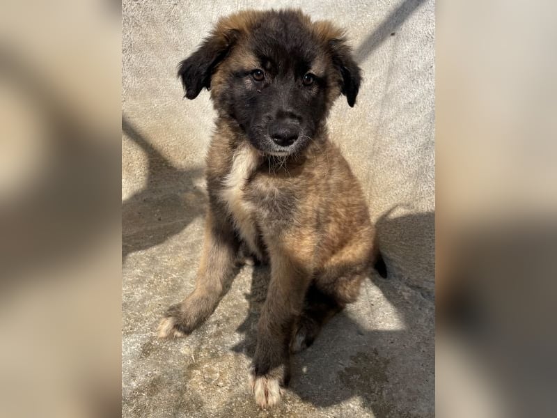 Mickey, geb. ca. 03/2026 , lebt in GRIECHENLAND, im städt. Tierheim Serres