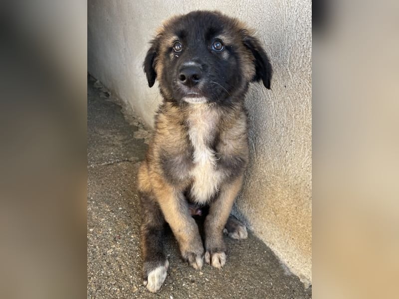 Mickey, geb. ca. 03/2026 , lebt in GRIECHENLAND, im städt. Tierheim Serres