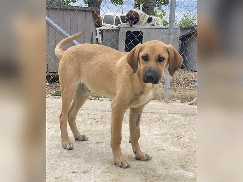 Bardo, geb. ca. 09/2023, lebt in GRIECHENLAND, im städt. Tierheim Serres