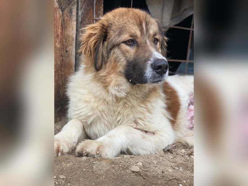 Fellnando, geb. ca. 04/2025, lebt in GRIECHENLAND, auf einer privaten Pflegestelle