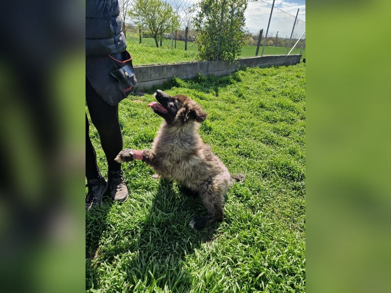 Zoya quirliges Hundemädel