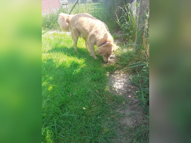 Simba - Unglücksrabe (auf Pflegestelle in Schleswig Holstein)