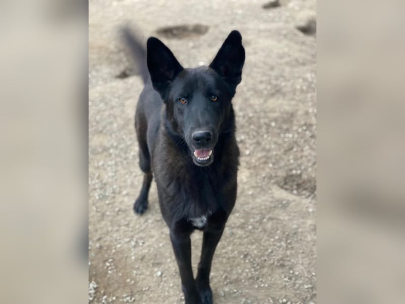 Zanders, geb. ca. 05/2023, lebt in GRIECHENLAND, im städt. Tierheim Serres