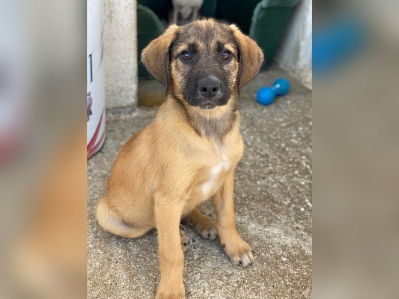 Maverick, geb. ca. 07/2025, lebt in GRIECHENLAND, im städt. Tierheim Serres